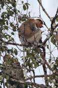 ProboscisMonkeys_Sukau_0254 (245)_m